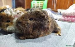 Guinea Pig rodents for sale: Five gorgeous male guinea pigs different breeds in Milnthorpe - Image 3