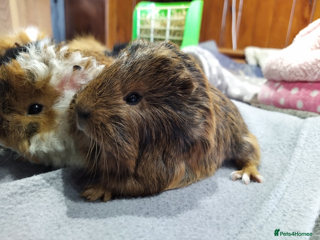 Guinea Pig rodents for sale: Five gorgeous male guinea pigs different breeds in Milnthorpe - Image 3