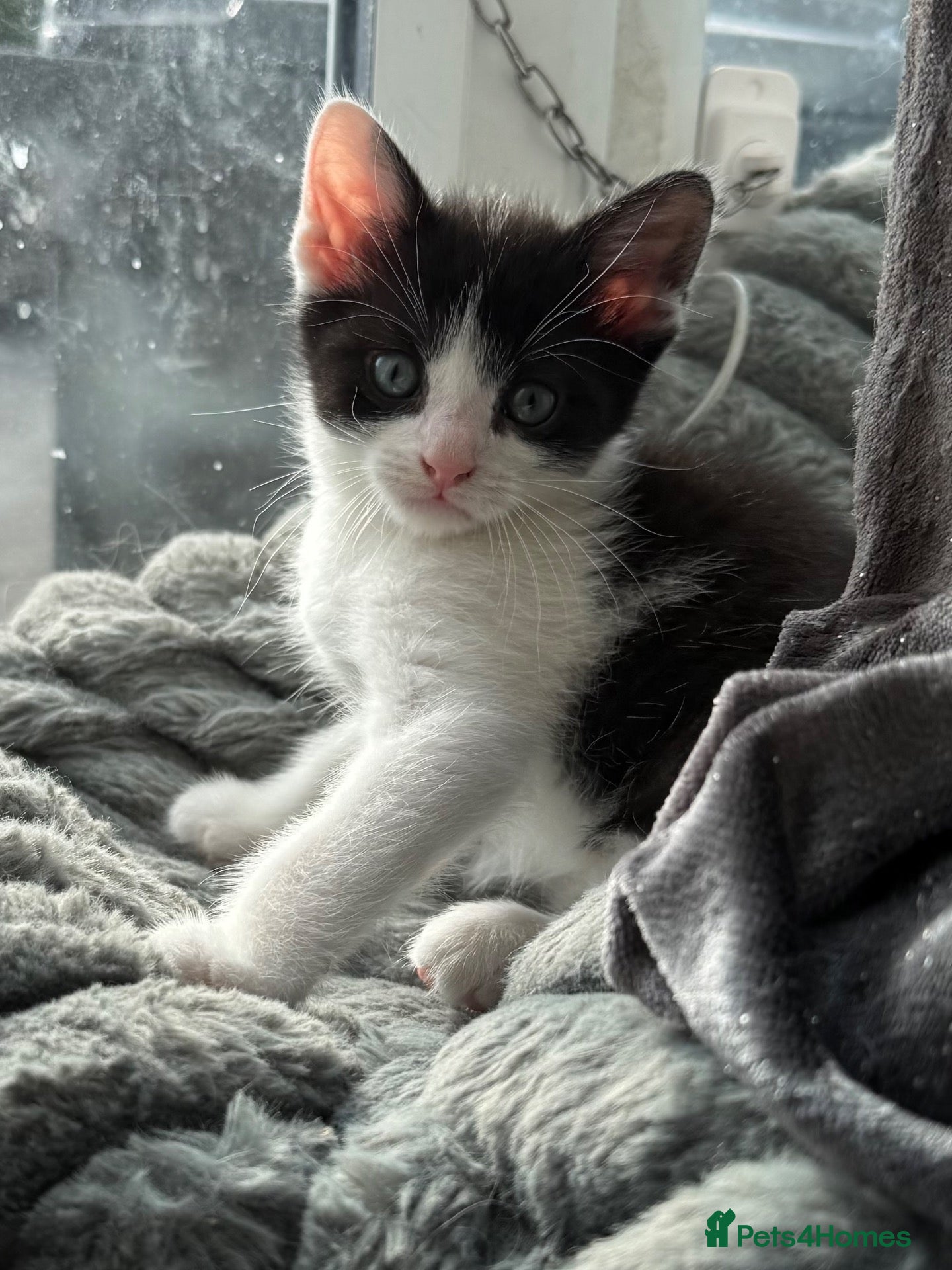 Mixed Breed cats for sale: Bsh cross dsh kittens - Advert 20