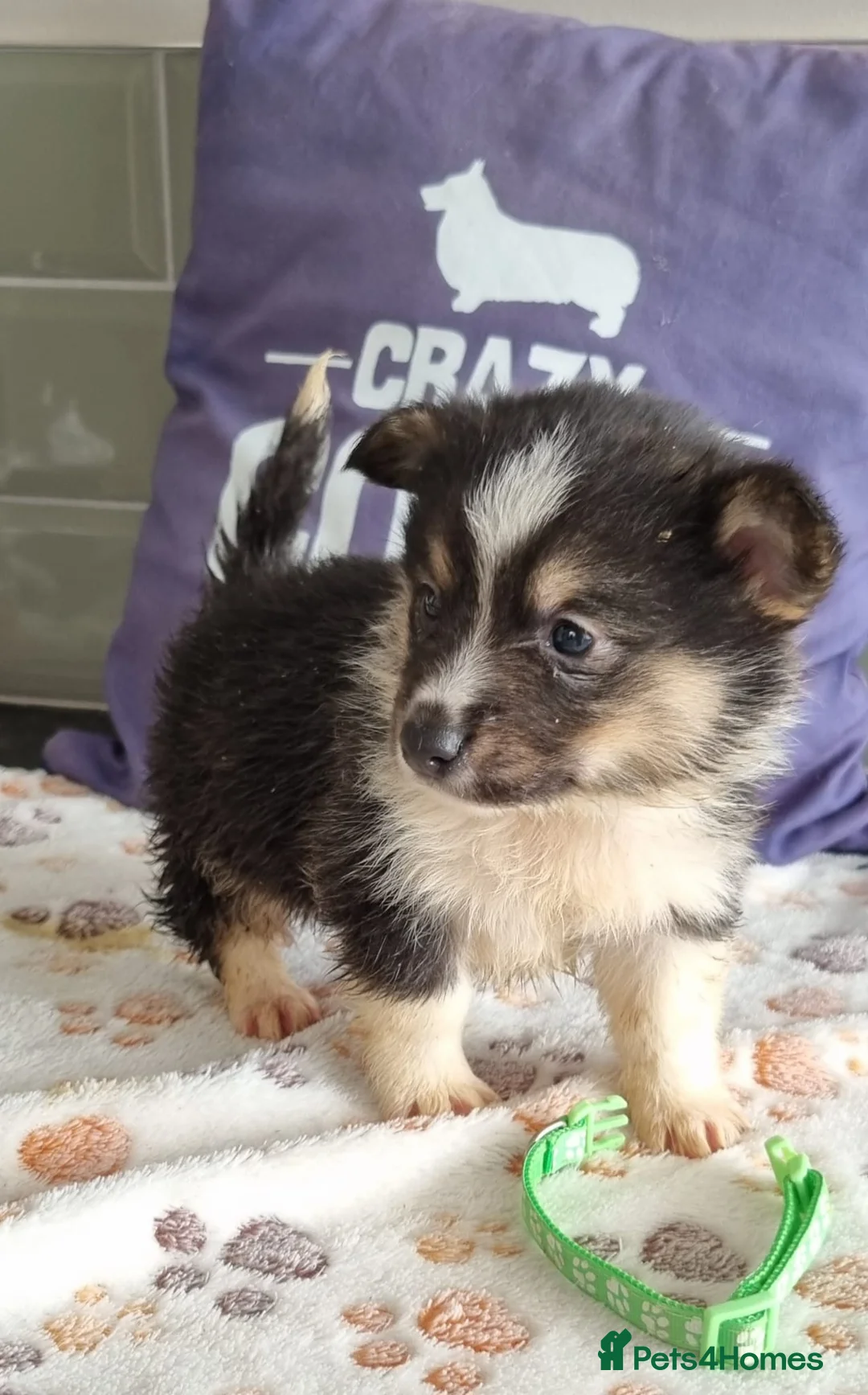 Mixed Breed dogs for sale: 2 boys left 💙💚 REDUCED & ready to go!  - Advert 2