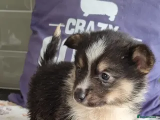 Mixed Breed dogs 2 boys left 💙💚 ready this weekend 🐣 🌞 - Advert 1