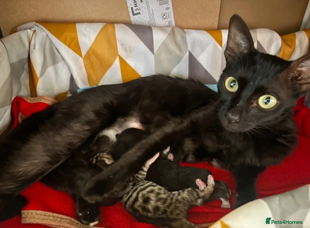 Mixed Breed cats for sale: Half Savannah kittens  in Weymouth - Advert 2