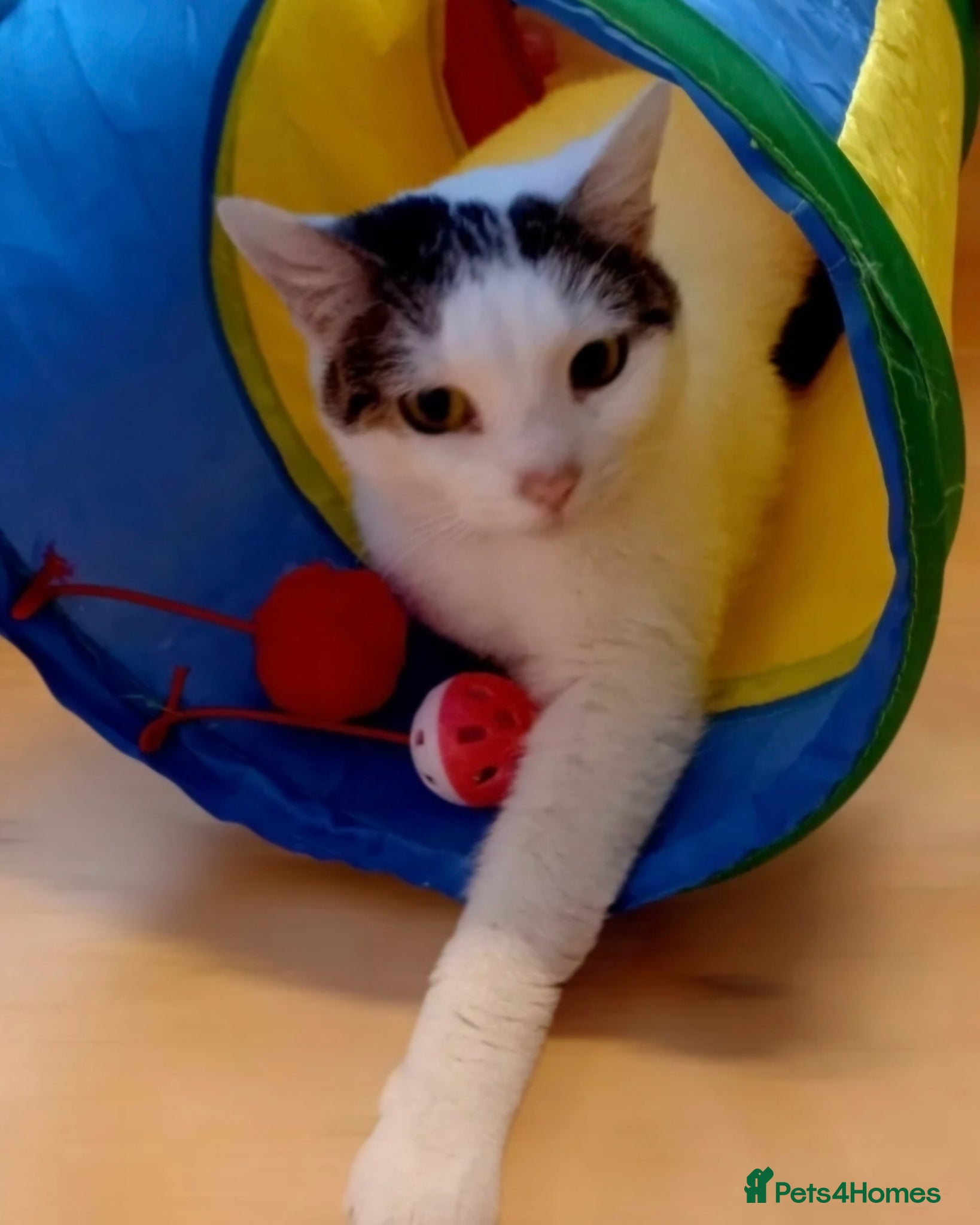 British Shorthair cats  🌹 Meet Misty 🌹 Available for Adoption now  🌹 - Advert 9