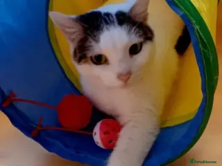 British Shorthair cats 🌹 Meet Misty 🌹 Available for Adoption now 🌹 - Advert 9