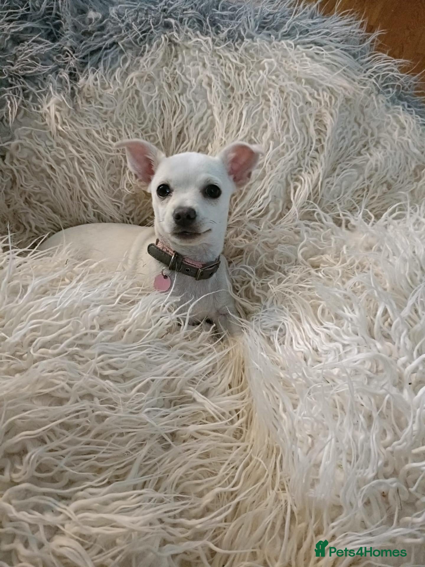 Chihuahua dogs Delightful chihuahua girl - Advert 1