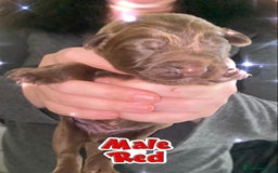 Mixed Breed dogs for sale: 🐾 Beautiful Puppies Looking 4 A Forever Homes 🐾 - Image 15