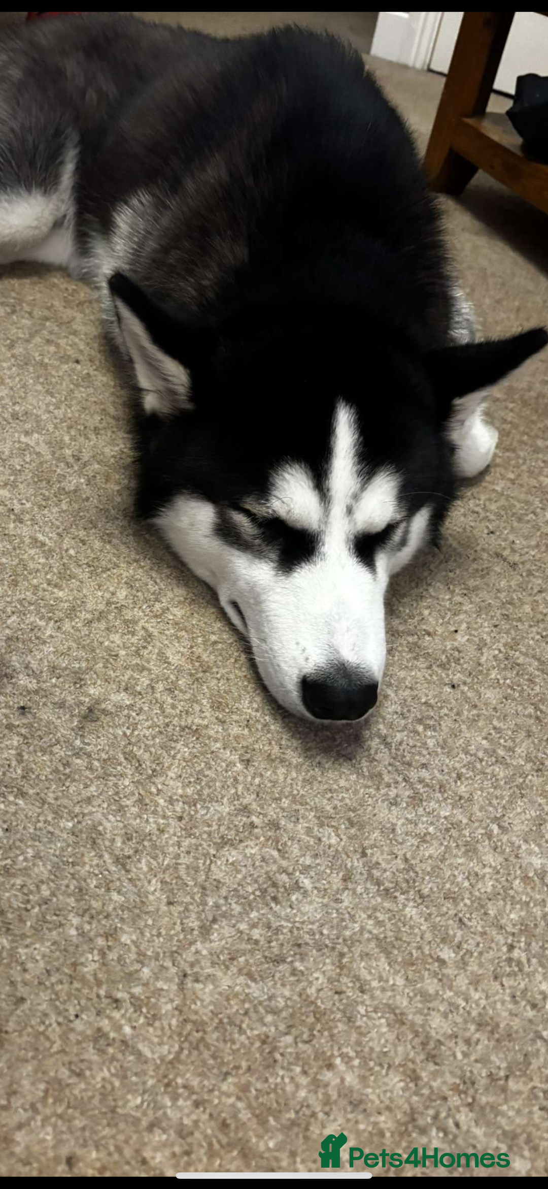 Siberian Husky dogs for sale: Male 8 Month Old Siberian Husky - Image 2