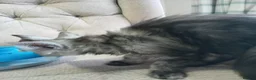 Maine Coon cats for sale: Maincoon kittens in Durham - Advert 15