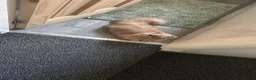 Persian cats for sale: Beautiful Persian Cat-2.5 Years Old in Manchester - Advert 2