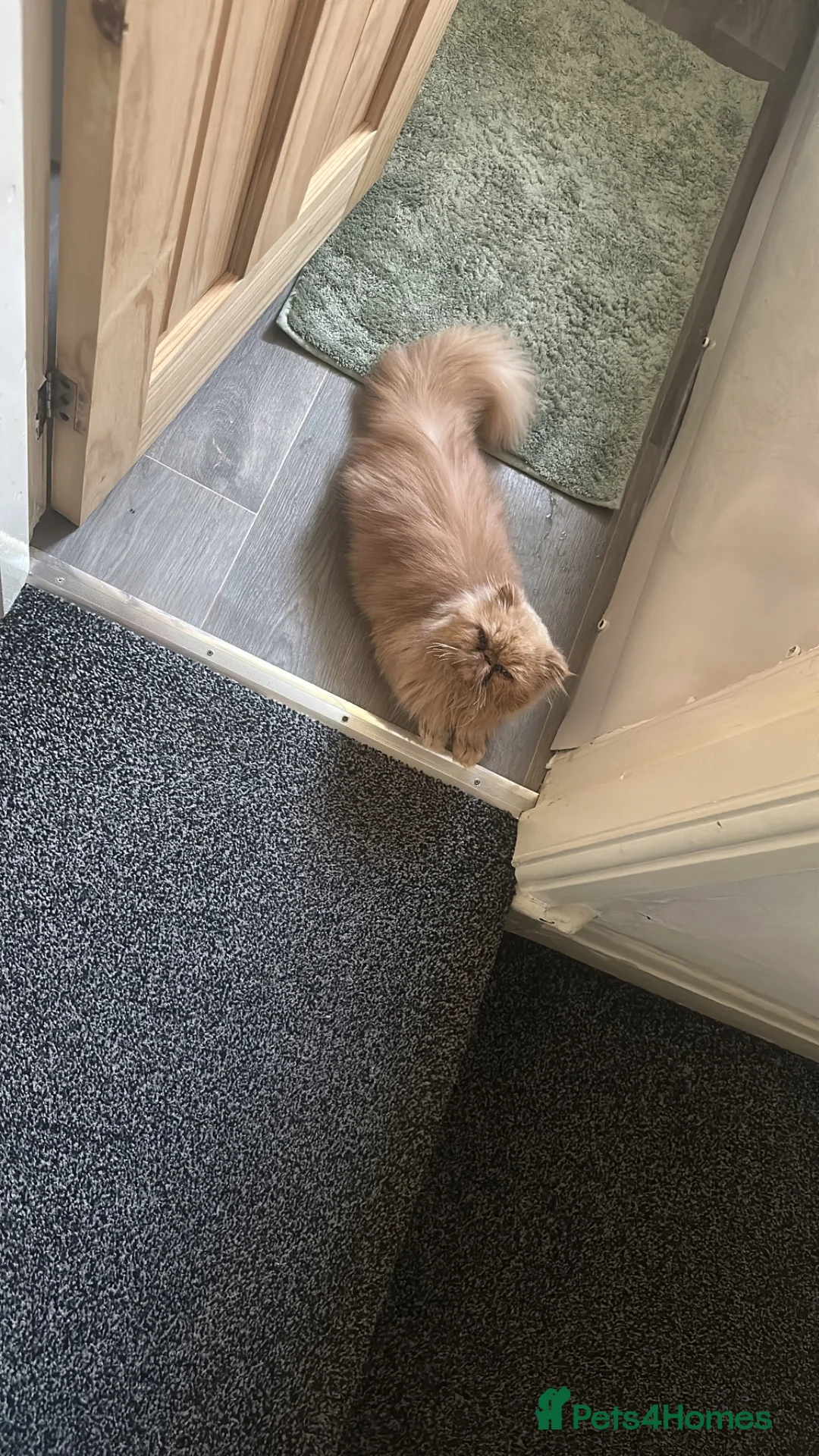 Persian cats for sale: Beautiful Persian Cat-2.5 Years Old in Manchester - Advert 2