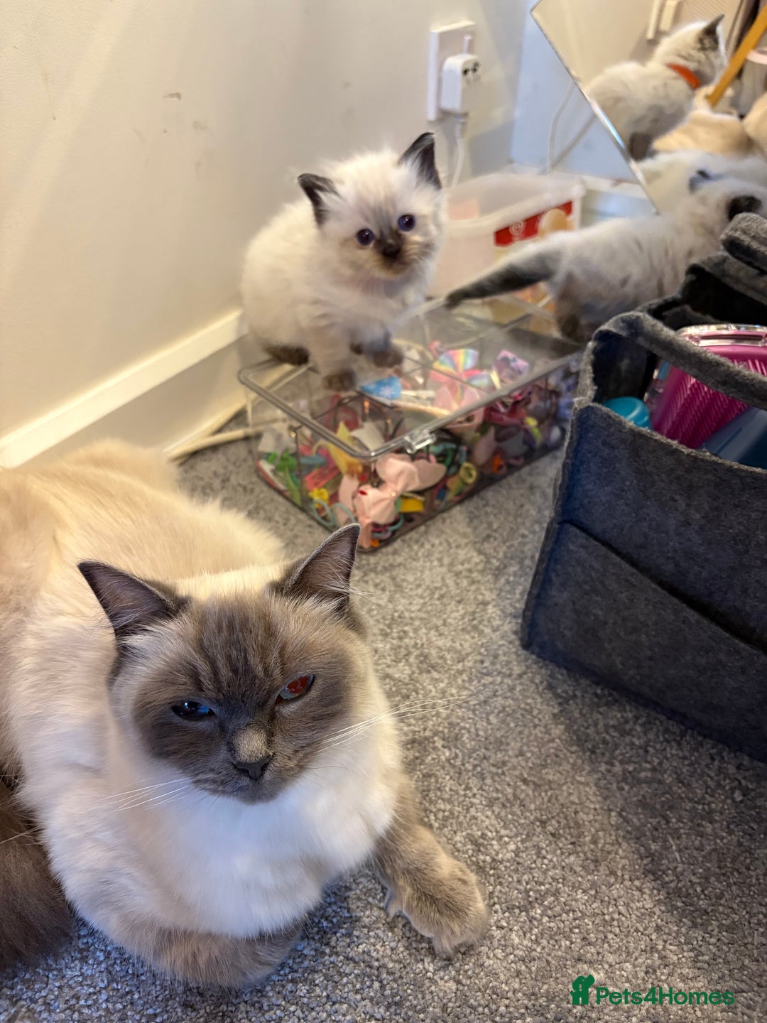 Ragdoll cats for sale: New kittens on the block  - Advert 10