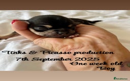 Chihuahua dogs for sale: KC Chihuahuas 🇬🇧 bloodline 5 🌟 - Image 6