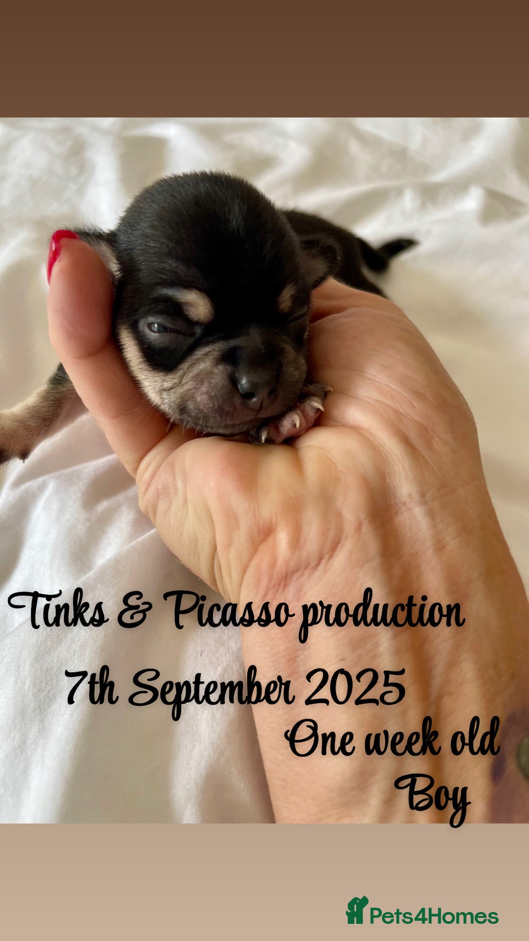 Chihuahua dogs for sale: KC Chihuahuas 🇬🇧 bloodline 5 🌟 - Image 6