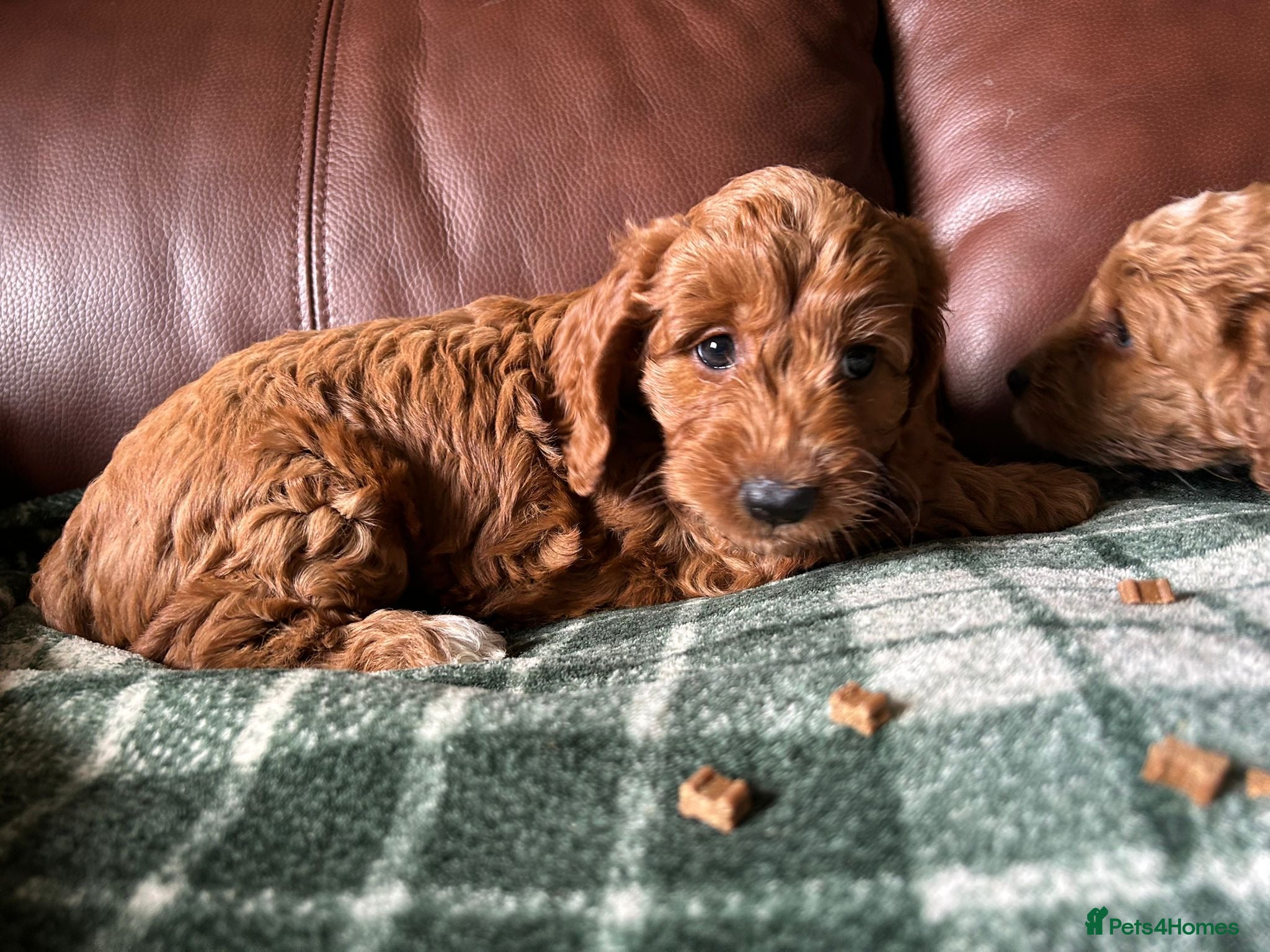 Cockapoo dogs F1 Cockerpoos’s puppies - Advert 2