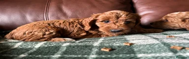 Cockapoo 3