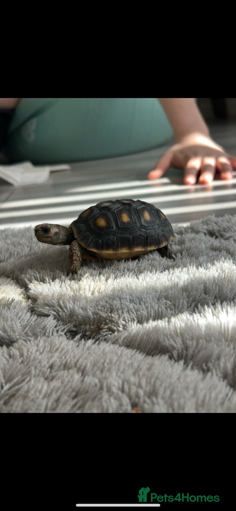 Tortoise reptiles Red Footed tortoise  - Advert 1