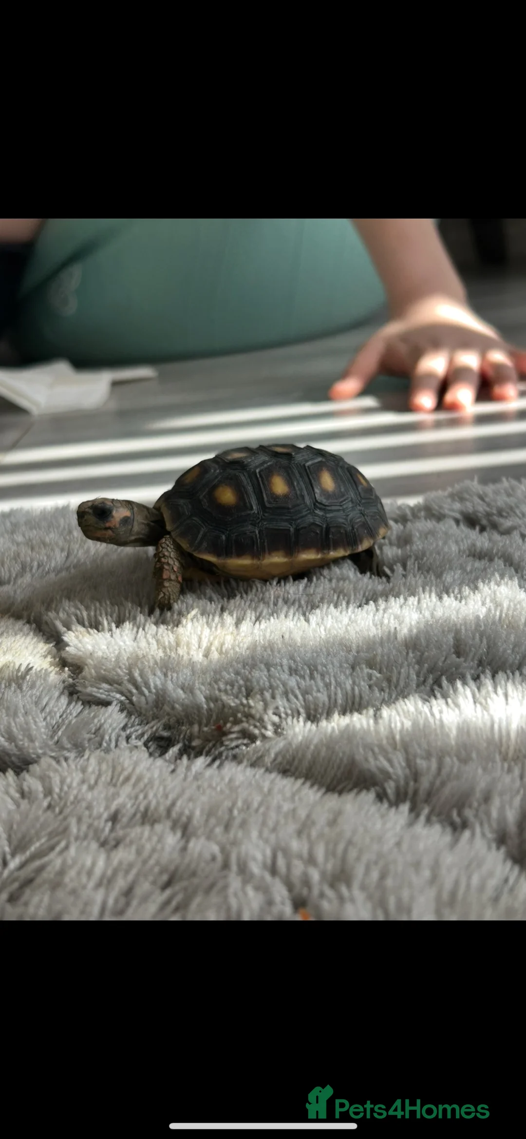Tortoise reptiles for sale: Red Footed tortoise  in Sevenoaks - Advert 1