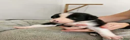 Border Collie dogs for sale: Border Collie Puppies - Advert 13