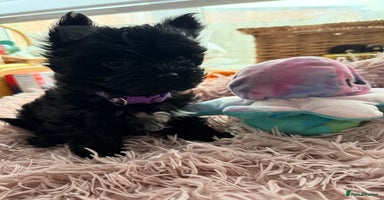 Yorkshire Terrier dogs - Advert 4