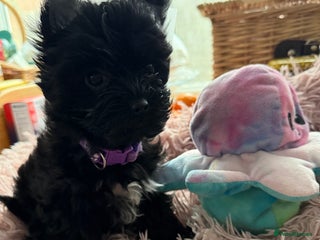 Yorkshire Terrier dogs - Advert 4