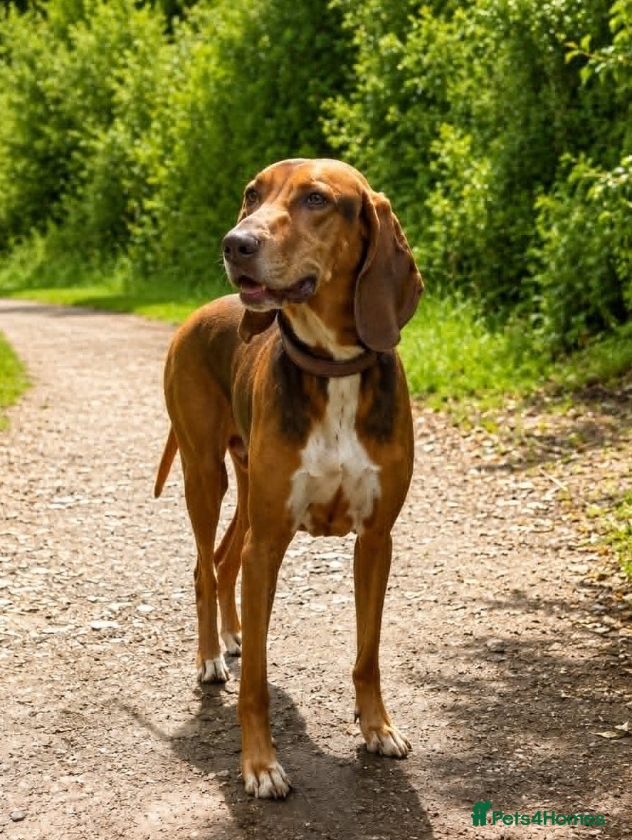 Mixed Breed dogs ALFIE - 8 Year Old, Gentle Boy - Advert 2