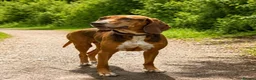 Mixed Breed dogs for adoption: ALFIE - 8 Year Old, Gentle Boy in Ilkeston - Advert 1
