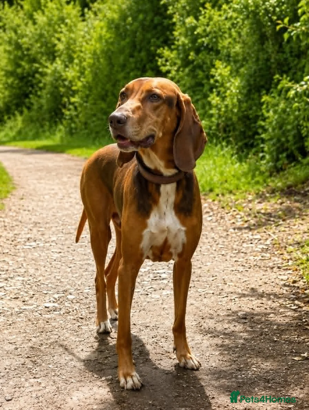 Mixed Breed dogs for adoption: ALFIE - 8 Year Old, Gentle Boy in Ilkeston - Advert 1