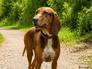 Mixed Breed dogs ALFIE - 8 Year Old, Gentle Boy - Advert 1