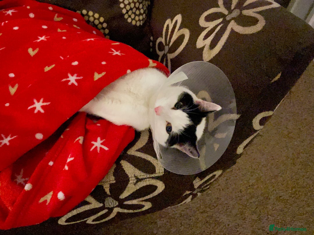 Mixed Breed cats for sale: Bellini & Martini - Image 9