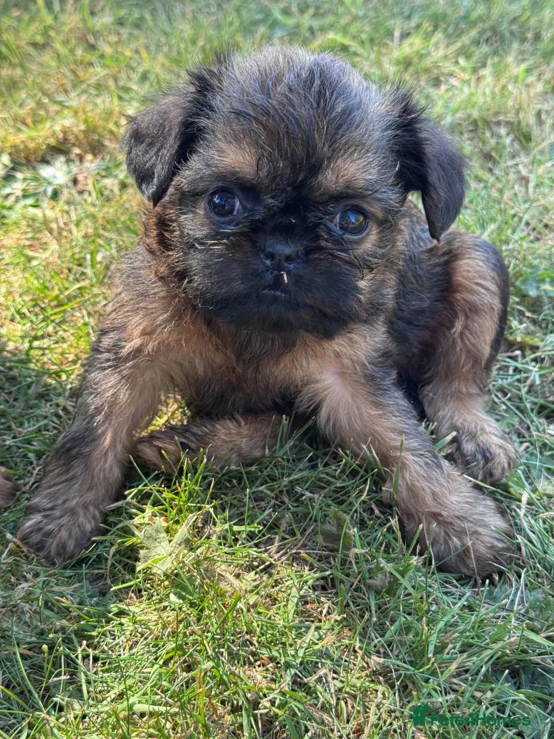Griffon Bruxellois dogs for sale: One red rough female Brussels Griffon - Advert 1