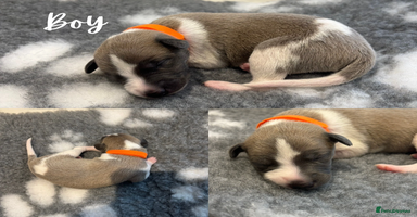 Whippet dogs - Advert 4