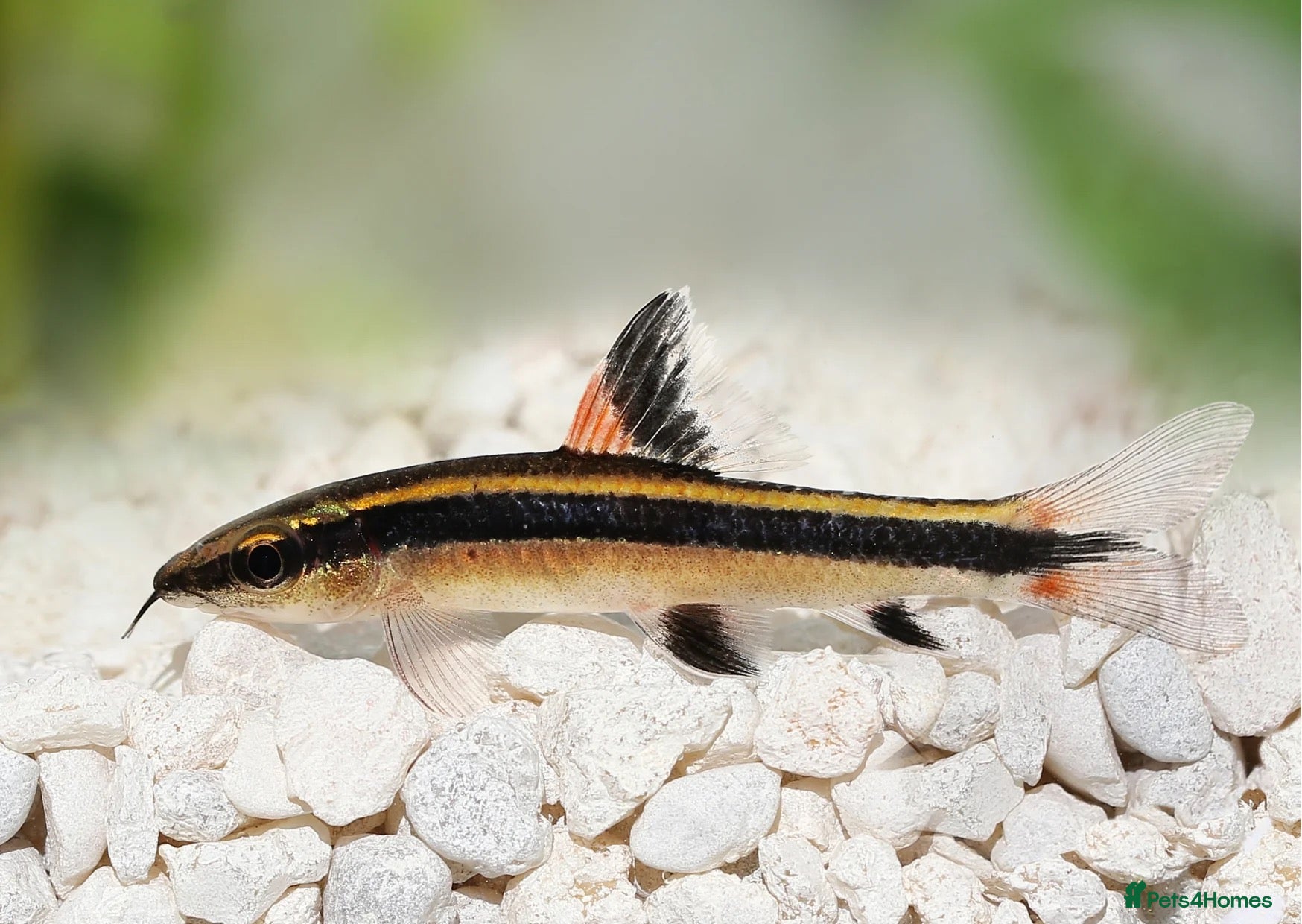 Plecos fish *Special* Flying Fox Fish Pair - Advert 6