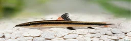 Plecos fish for sale: *Special* Flying Fox Fish Pair - Advert 1