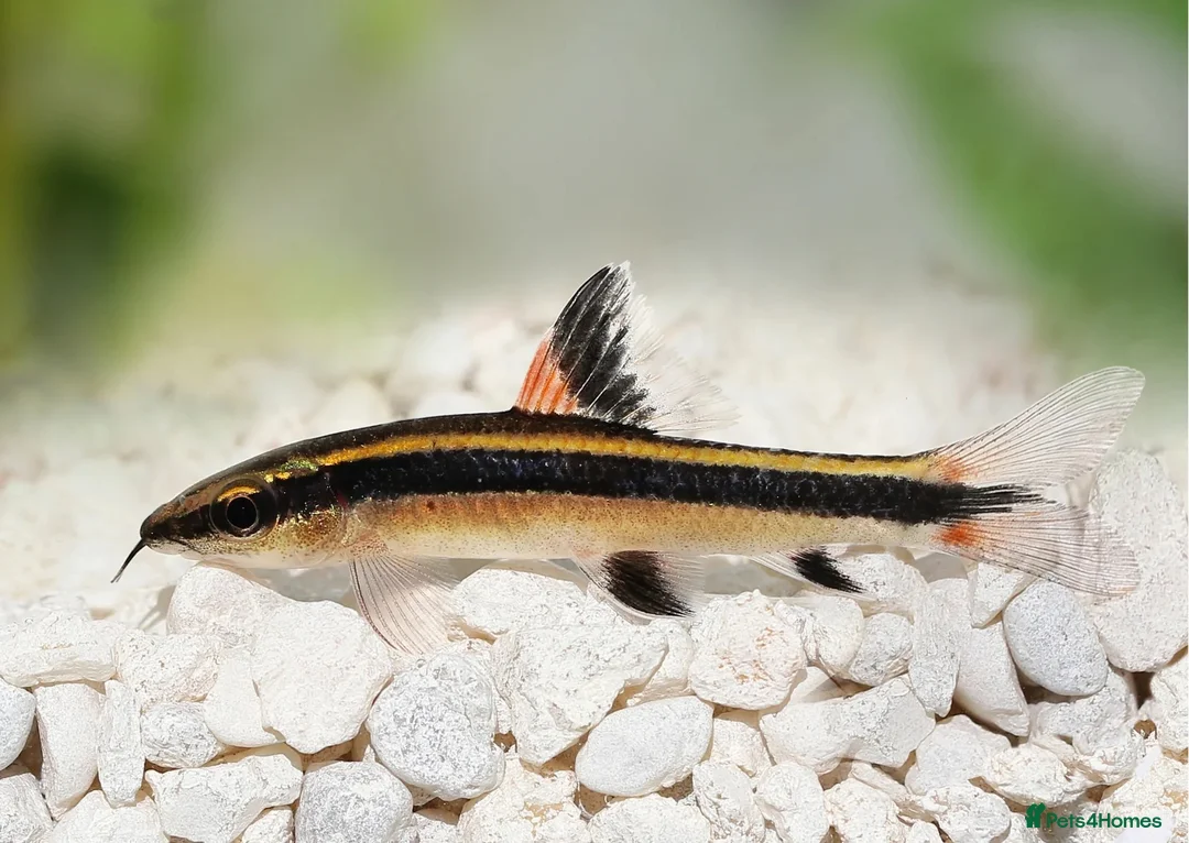 Plecos fish for sale: *Special* Flying Fox Fish Pair - Advert 1