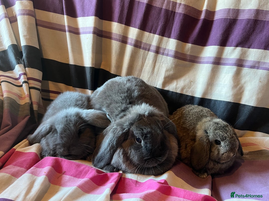Mini Lop rabbits for sale: Two pure mini lop rabbits  - Image 2
