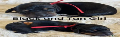 Wednesday (black and tan girl)