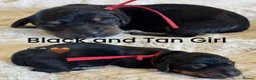 Miniature Dachshund dogs for sale: KC Reg Smooth Haired Miniature Dachshund Puppies - Advert 12