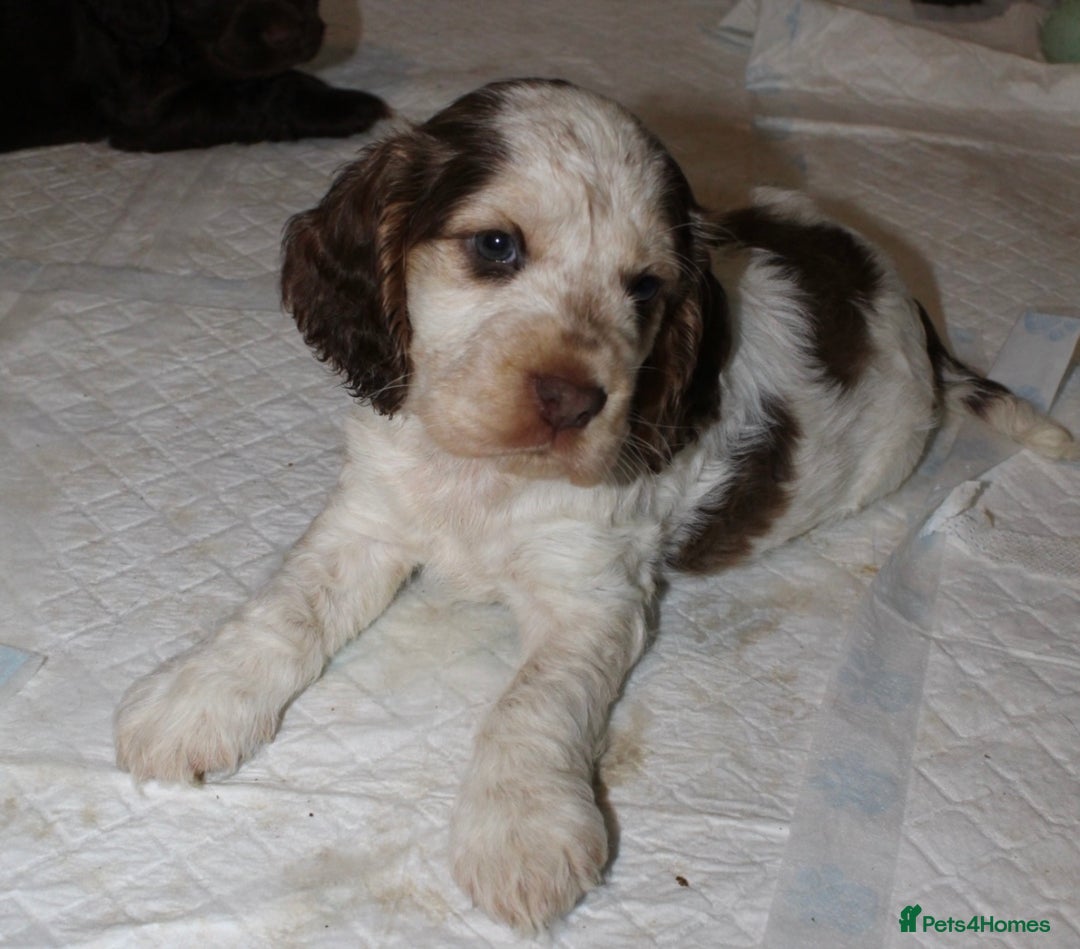 Cocker Spaniel dogs for sale: Beautiful KC reg Cocker Spaniel Pups - Advert 19
