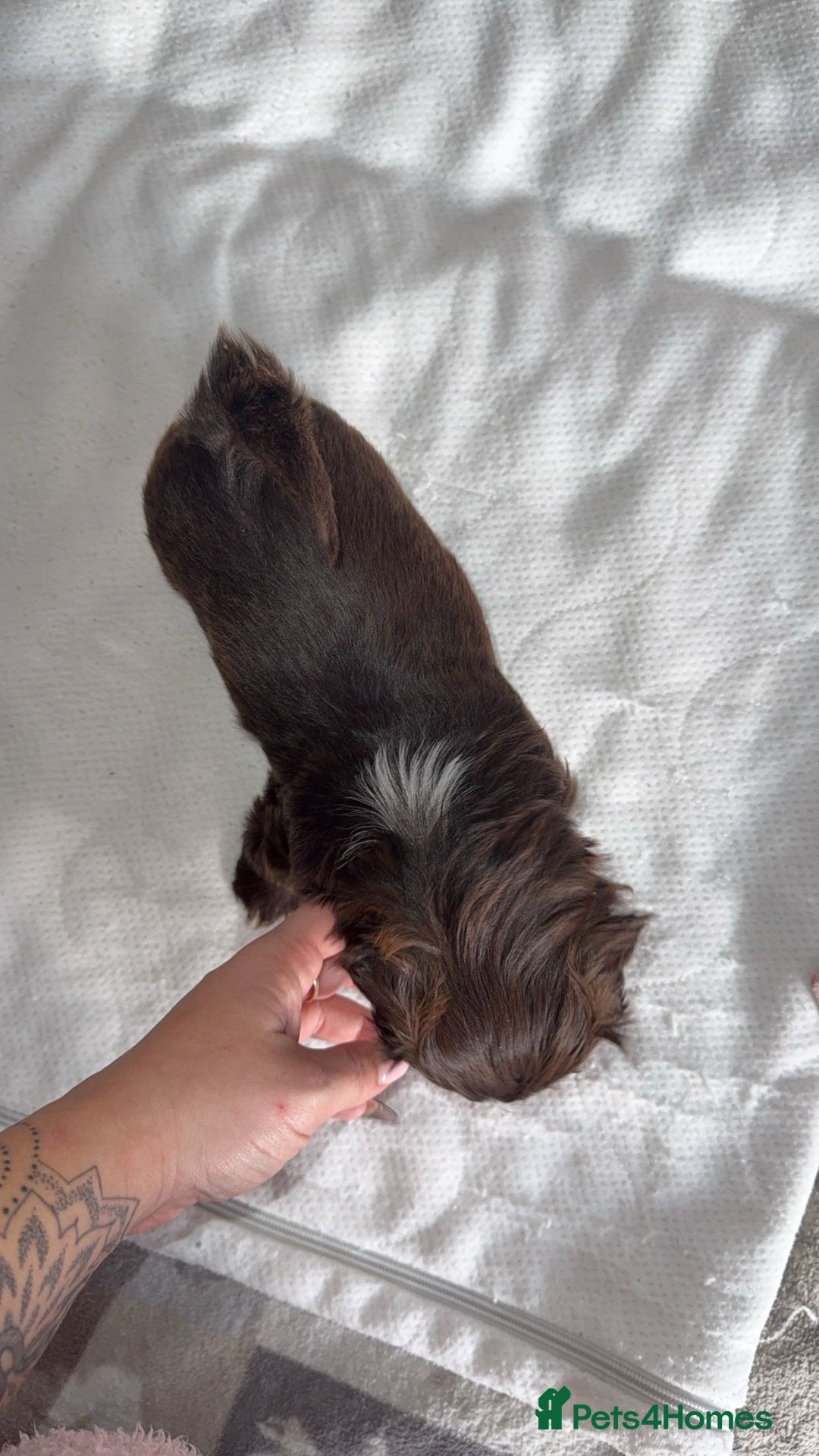 Shih Tzu dogs for sale: Tri-Colour KC Imperial Shih Tzu Puppies - Advert 8