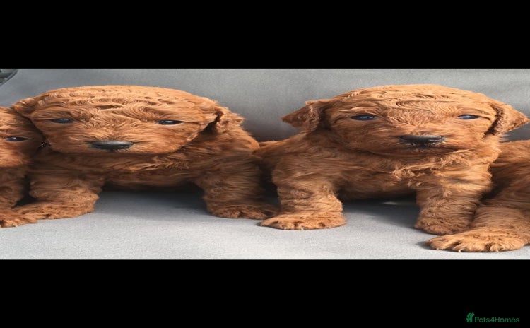 Miniature Poodle dogs - Advert 4