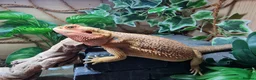 Bearded Dragon reptiles for sale: Bearded dragon and setup for sale - Advert 3