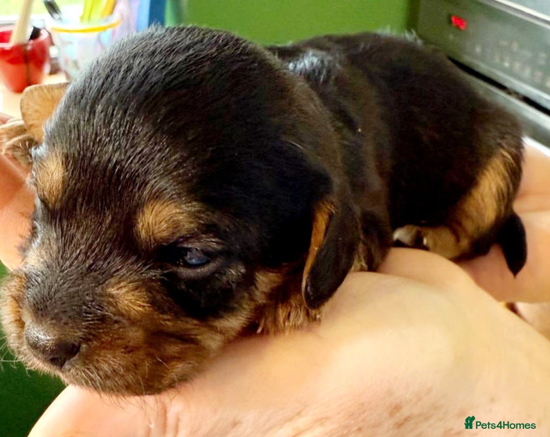Mixed Breed dogs for sale: Jack Russel Pups in Machynlleth - Image 4