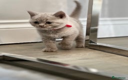 British Shorthair cats for sale: 🏆Grand Champion Sired GCCF BritishShorthair 1left - Image 1