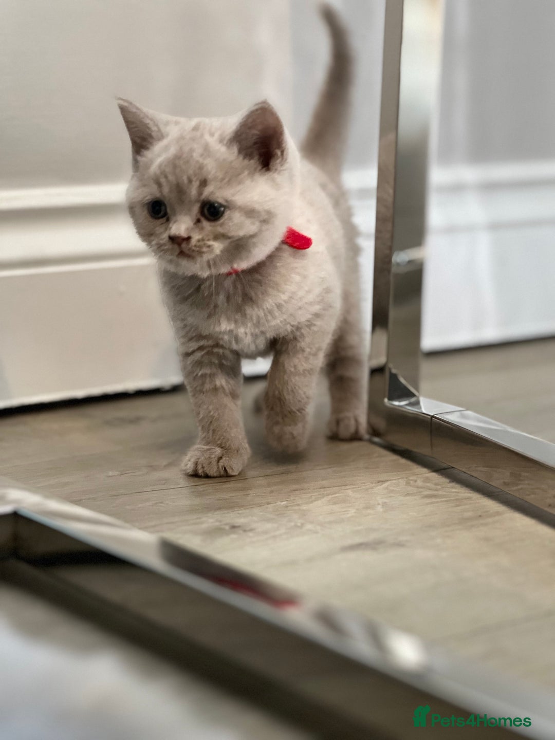 British Shorthair cats for sale: 🏆Grand Champion Sired GCCF BritishShorthair 1left - Image 1
