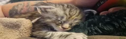 Maine Coon cats for sale: **PURE Maine Coon Kittens** 2 Boys / 4 Girls - Advert 8