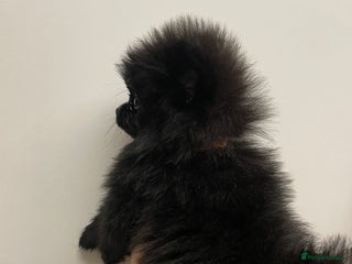 Pomeranian dogs Pomeranian puppies - Advert 2