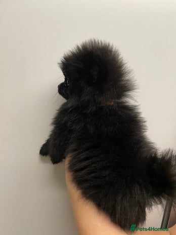 Pomeranian dogs Pomeranian puppies - Advert 6