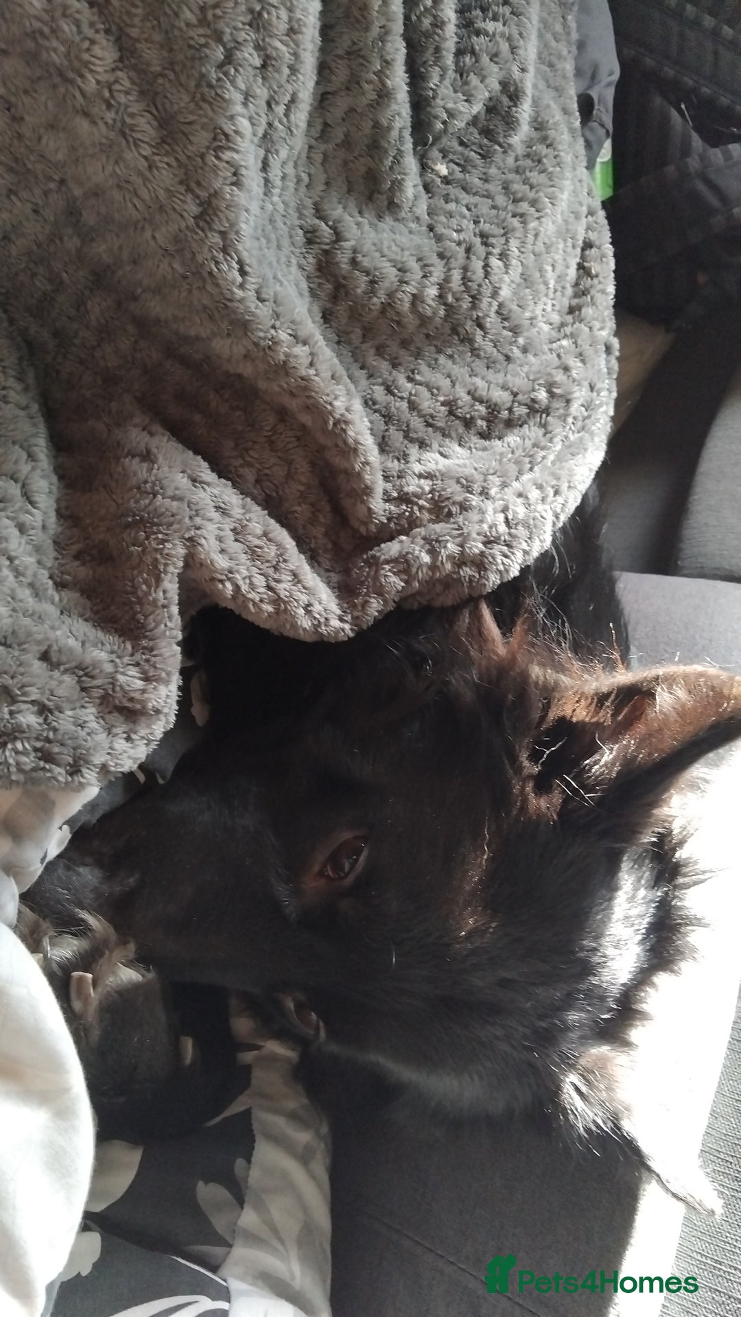 Mixed Breed dogs for sale: Beautiful male buster  - Advert 17