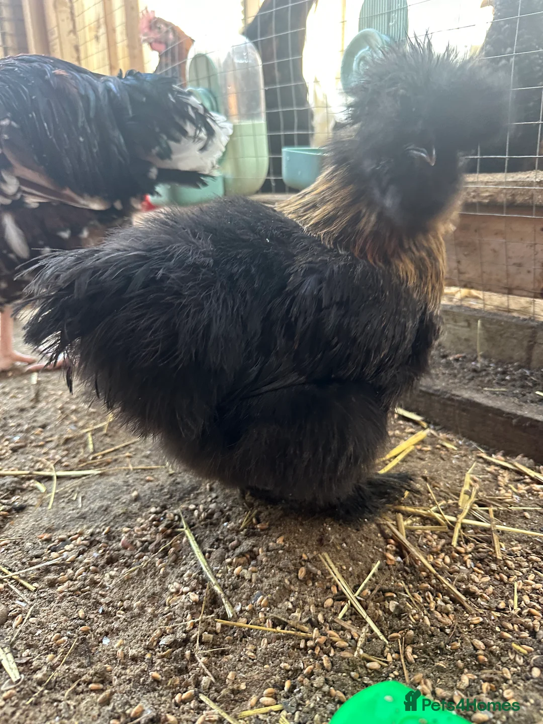 Chickens poultry for sale: Brahma ,silkie ,easter egger,pure and mixed breed - Advert 3
