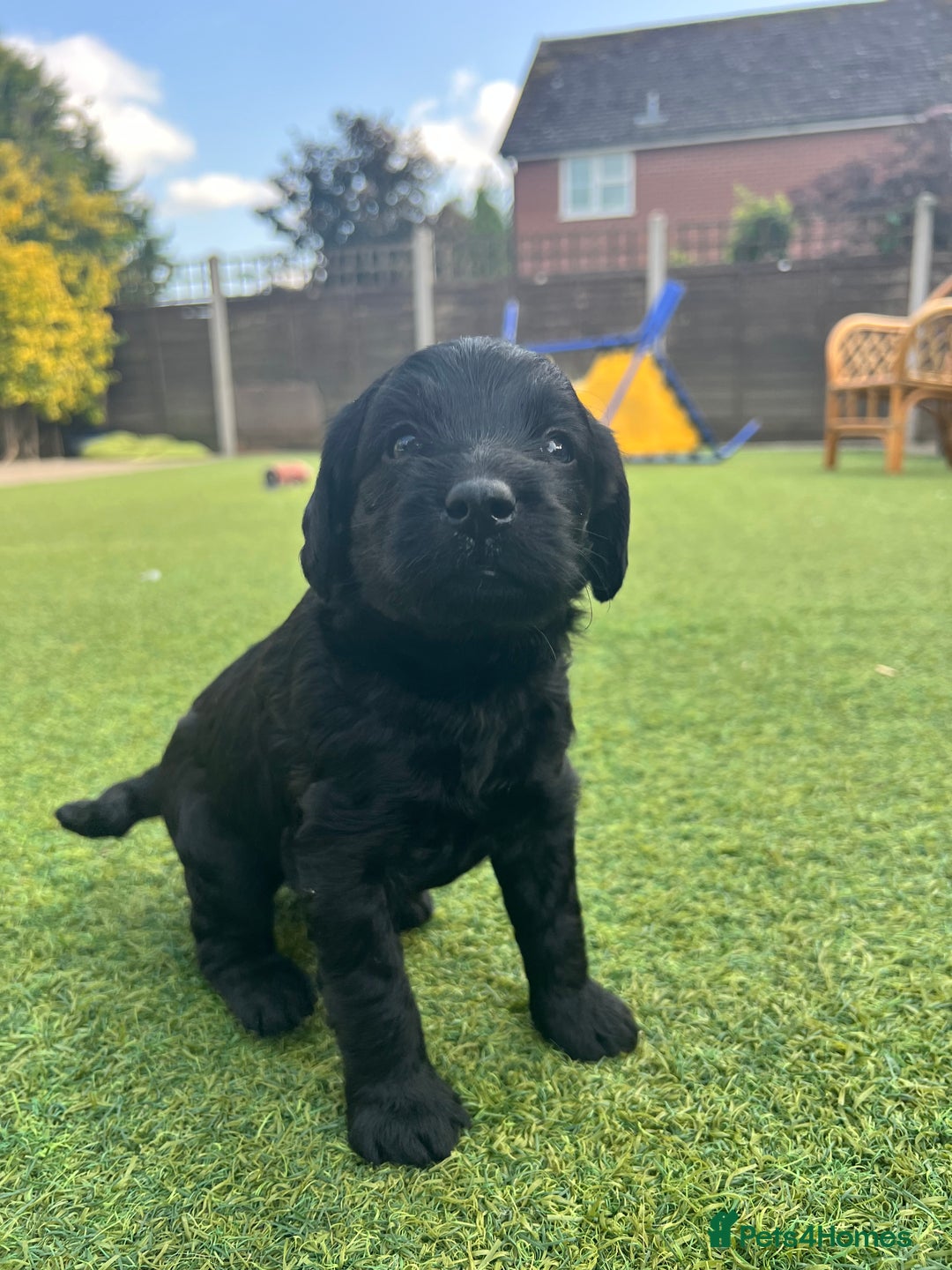 Labradoodle dogs for sale: Gorgeous Litter of F1 Labradoodle Puppies  in Lydbury North - Image 3